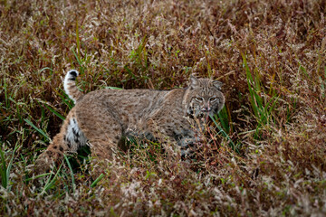 Oregon bobcat walking in tall grass