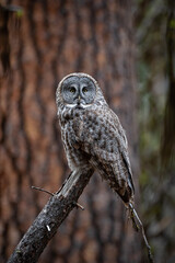 great gray owl in a ponderosa forest