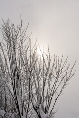 Snowy trees in winter as  nature background. tree branches under snow