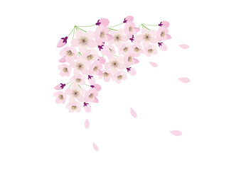 桜の花　大きく集まった桜の花の房と舞い散る花びら