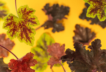 Colorful leaves of geyhera on a yellow background. Selective focus.