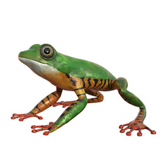 Illustration of a tropical frog