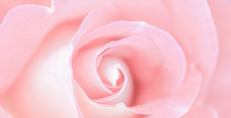 Fototapeta na wymiar Pale pink rose flower. Macro flowers background for holiday design. Soft focus