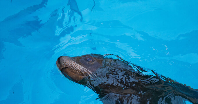 Sea lions swimming in a clean pool at Tobe Zoo in Japan