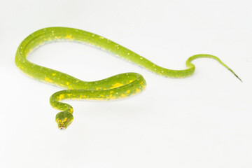 Green Tree Python Morelia viridis snake biak isolated on white background
