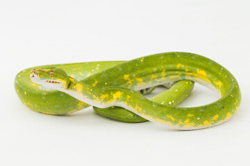 Green Tree Python Morelia viridis snake biak isolated on white background
