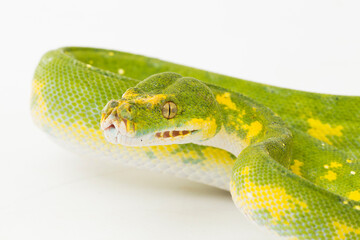 Green Tree Python Morelia viridis snake biak isolated on white background
