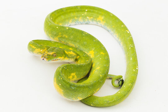 Green Tree Python Morelia viridis snake biak isolated on white background
