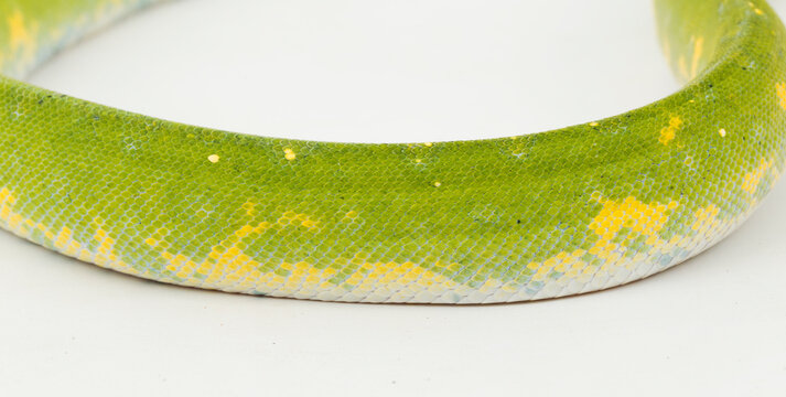 Green Tree Python Morelia viridis snake biak isolated on white background
