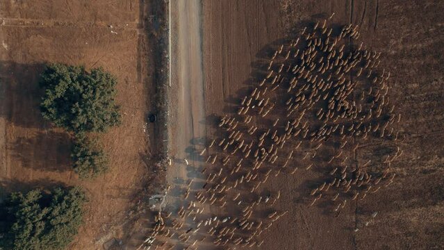 herd of sheep sheeps crossing a tunnel under a highway. Walkway point for cattle- top down view #9
