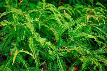 Green fern texture. Close up on plants in nature.