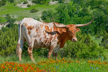 Texas Longhorn in Wildflowers
