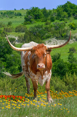Texas Longhorn in Wildflowers