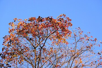 ナンキンハゼの紅葉