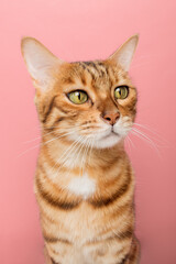 Funny Bengal cat on a pink background. Portrait on a wide-angle lens.