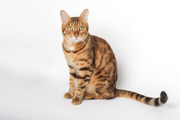 Portrait of a green-eyed Bengal cat on a white background.