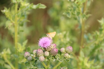 butterfly on flower