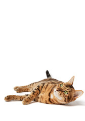 Satisfied Bengal cat lies on a white background. Domestic cat in isolation. Cat for food...