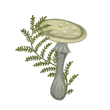 recommend clip art: Vector illustration of cartoon poisonous mushroom with fern stems on white background. Amanita with herbal decoration. Botanical fall clipart