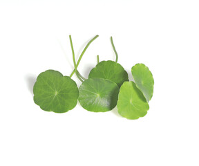 Fototapeta na wymiar Close up many Indian Pennywort or Centella asiatica leaves isolated on white background. The side of green leaves on stalk. 