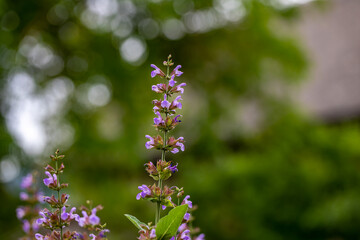Salvia officinalis flower growing in meadow, close up	