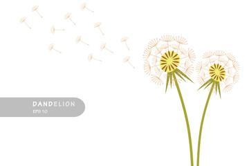 dandelion with flying seeds, dandelions design vector flat isolated illustration