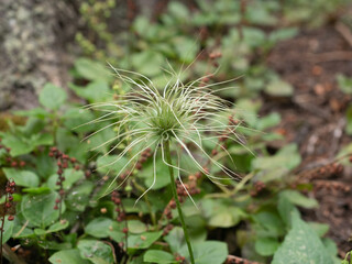 Close Up of an Alpine Anemone with a Banded Garden Spider