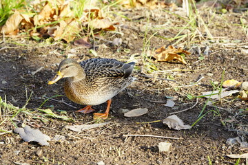 土の上でくつろぐマガモ
