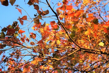 ナンキンハゼの紅葉