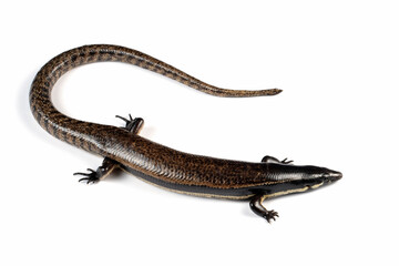 Muller skink (Spenopmorphus mulleri) on isolated background