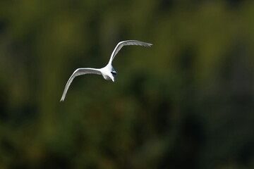 egret in flight