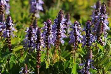 Lupine blooms in a forest clearing.