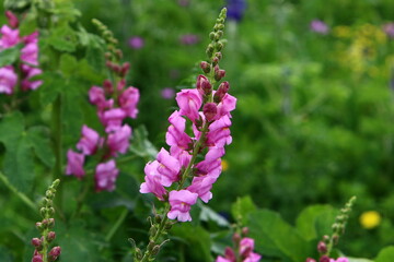 Lupine blooms in a forest clearing.