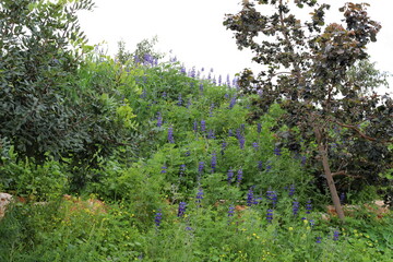 Lupine blooms in a forest clearing.