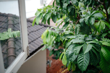 View from the window of the second floor on the greenery after the rain.
