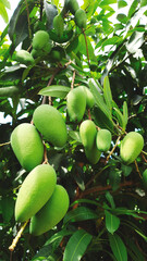 Tropican fruits in Cambodia 