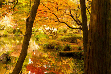 逆さ紅葉　成田山公園紅葉まつり