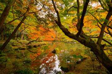 Fototapeta premium 成田山公園紅葉まつり