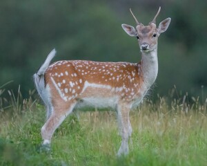 Closeup of a doe on a green meadow looking at the camera