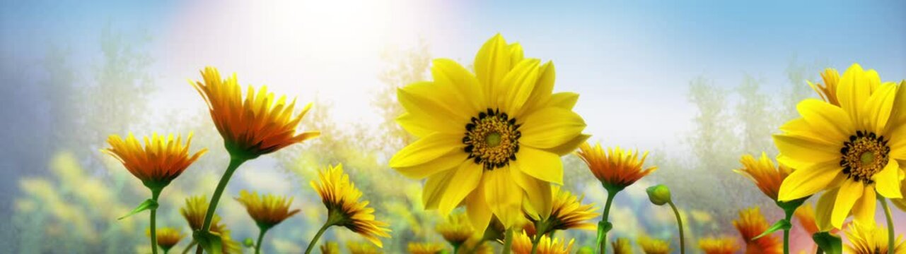 Panorama view of sunflowers in the morning summer field. Yellow flowers on a blue sky background with sun rays and bokeh.