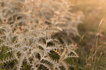 Autumn dry spiked thistle on alpine fields in golden sunbeams on sunset in warm color, closeup, blur. Idyllic and quiet wild nature herbal background.