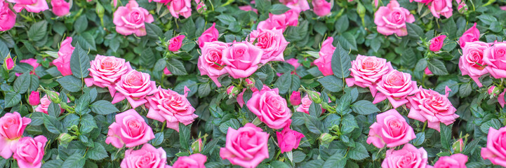 Pink small rose flower blossom open tender flower close-up, banner panoramic background decorative bush rose horizontal photography
