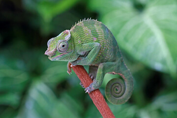 Fischer Chameleon on the banch