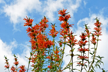 カエンキセワタ