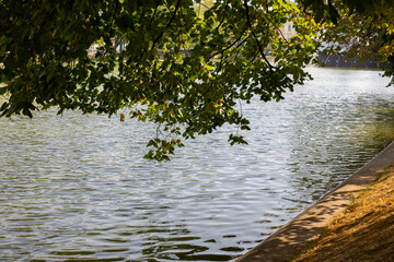 Surface of a pond with leaning linden tree branches, natural landscape