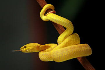 Trimeresurus insularis, Pit viper snake on the branch