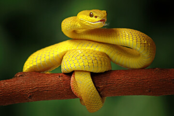 Trimeresurus insularis, Pit viper snake on the branch