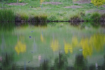 reeds in the water