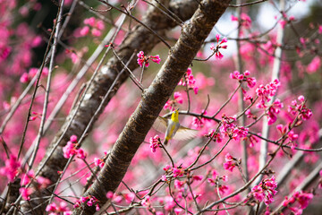 Wild Himalayan Cherry in spring