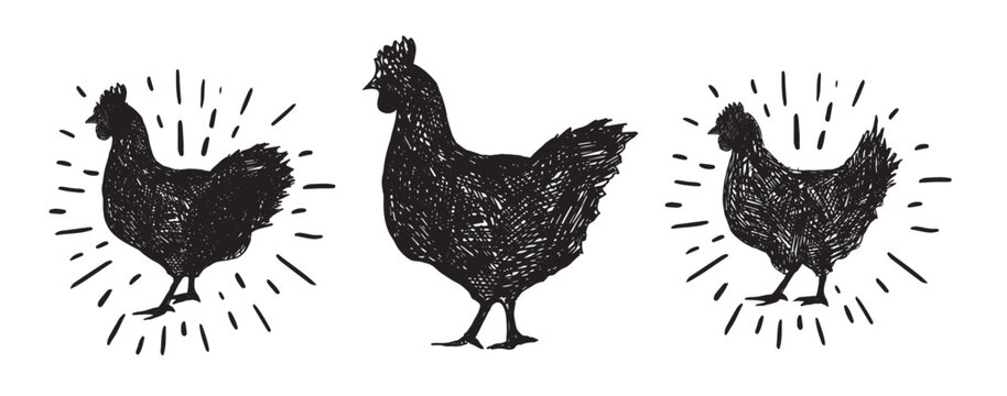 Chicken hand drawn illustration, Vector illustration.	
